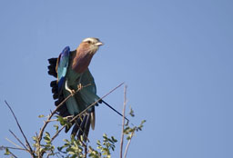 Lilac-breasted roller